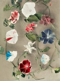 12316.Room Wall Poster.Kazumasa Japanese decor art.Hand-colored photo.Flowers
