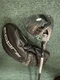 NEW Cobra DS ADAPT X 3 Wood 15&deg; - Denali Blue 60g 6.5 Extra Stiff Flex RH