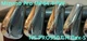 Mizuno Pro MP-64 Iron Set 4-PW NS-PRO950GH Flex-S Muscle Back Golf Clubs