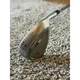 Cleveland CG16 Tour Zip Grooves 56/14 Medium Bounce Sand Wedge w/ W Flex Shaft