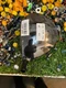 TaylorMade RH  Qi10 LS 10.5 Tour Issue Driver Head  NEW 44FLA00L1+  NEW