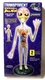 Lindberg 19 Inch Transparent Roswell Alien Anatomy Figure Model Kit Sealed