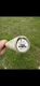 👀 Top Flite MonoKote Pearl White 6 ft roll and unopened.  TOPQ0424 👀 