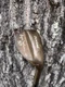 Cleveland Byron Nelson 50th Copper 60 Lob Wedge Golf Club USED RH Steel  Stiff
