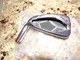 LH Ping G430 Black Dot 6 iron HEAD ONLY