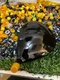 TaylorMade RH Qi10 Tour PGA Core 8.0 Tour Issue Driver Head  NEW  48RLC00Z +