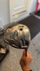 TaylorMade SLDR 460 Driver with senior shaft, Golf Club 9.5&deg; 