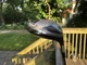 Titleist￼ 983K Titanium Driver Usa 10.5