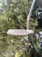 Left Handed Scotty Cameron Putter Tei3 Newport Pro Platinum Lefty LH Rare