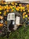 TaylorMade RH Qi10 Tour PGA Core 8.0 Tour Issue Driver Head  NEW  41VLC005