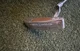 Awesome Scotty Cameron Newport Chrome TeI3 Putter - 35&rdquo; Super Rare Golf Club
