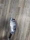 BRAND NEW! LH 2023 cobra T-Rail 8 hybrid iron Ultralite 45 Senior Flex