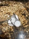 GOOD ODYSSEY 2 BALL CENTER SHAFT PUTTER R/H W/ODYSSEY STROKE LAB SHAFT 35 INCH