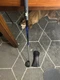 PXG 0341 X Gen2 3 Wood 15 Fujikura Pro 2.0 7-S Stiff Shaft