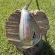 Adams Golf Idea A2OS Sand Wedge / RH / Regular Graphite ~35.5" / jl8199