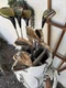 Vintage Ping Golf Set - Eye 2 BECU Beryllium Copper Restored Irons w/ Staff Bag