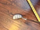 Golf Putter Ray Cook M-1 3-G Mallet Putter Right handed Steel Shaft 35"