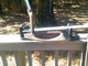 Ping My Day Putter.. Manganese Bronze.. Older 85020 Zip.. 36'' RH. Looky!!