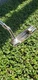 Polished Ping Anser Putter MB PO Box 9990 85068 34" #17 Paintballs Grip 