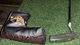 Scotty Cameron Super Select Newport Putter 34in RH Steel 3.5&deg; 350g w/Headcover