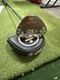 lab oz.1i putter 34 Inch Mocha With Accra Shaft 