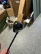 Cobra T-Rail 2 Hybrid-Iron 6 Iron-Graphite Regular Ultralite 50R