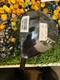 TaylorMade Qi10 Tour PGA Core 8.0 Tour Issue Driver Head  48RLC003 + Good CT:235