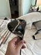 Cobra Aerojet LS Driver 9 Degree Bounce with Accra Stiff Shaft Right Handed RH