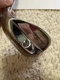 Cleveland Tour Action Reg 588 Wedge 60 Degree Right Handed Lite Flex Graphite