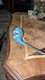 Vintage GOLF CLUB 3 Wood Driver Northwestern Golf Co Betty Jameson Pro-bilt 3525