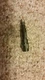  Mizuno JPX EZ  .335 Shaft Adapter JPX-EZ FW RIGHT HAND R/H RH, DRIVER