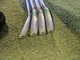 Honma TW 747P Iron Set
