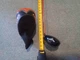 Callaway Big Bertha Fusion FT-3 Draw 11 Degree Driver RH -55R 350 alolia shaft