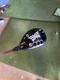 PXG  0317x 19 Degree Hybrid RH