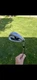 Ping G400 Iron Golf Club Project X 6.0 Steel Shaft Silver Single Club