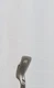 Ping G2 Ez Pw Pitching Wedge Regular Flex Tfc 100 Graphite 1198854 Good *