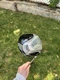 Taylormade R580 XD 10.5&deg; Driver - MAS2 Flex S 65g Stiff Graphite Shaft - RH